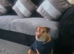 Terrier Boy 4yrs old