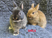 Pure Bred Netherland Dwarf Babies