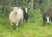 Zwartble Ram 2 year old proven