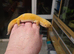 Male leopard gecko