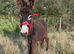 Choco the baby donkey