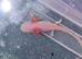 Axolotls babies 3 months old