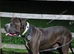 Bully kutta