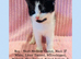 Beautiful Kittens For Sale