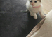 Kittens for sale 1 boy and 1 girl left