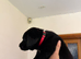 Golden and black Labrador puppies