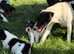 Jack Russel