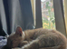 2 kittens for sale