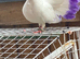 Garden White fan tail
