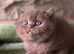Stunning British shorthair - last two !