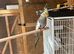 2 lovely cockatiel babys for sale