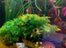 Ramhorns snails (fish tank)