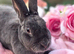 Blue self mini rex doe
