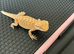 Two beautiful bearded dragon babies