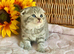 BEAUTIFUL SCOTTISH/BSH TEDDY BEARS