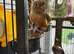 Peach green cheek Conures