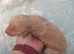 Standard poodle puppies kc registered