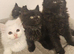 Adorable fluffy Kitten Ready for Loving Home