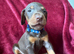 Non RKC reg Dobermans