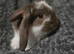 REDUCED!!! Purebred french lops