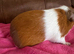 Guinea pig boar patch Tri colour