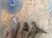 3 female mice with cage satin ,roam and blue