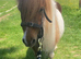 Beautiful Pair Of Companion Ponies