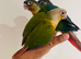 Hand reared conures for sale
