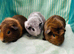 Baby Guinea pigs ready to leave now