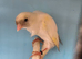 Canaries for new homes