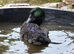 Cayuga drake
