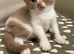 BSH girls cinnamon -white