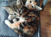 Two kittens looking for new home