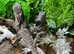 Sub Adult Frilled Dragons at Birmingham Reptiles