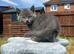 Ragdoll Cross x BSH/Scottish Fold Kitten
