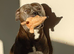 Staffy stud