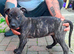 Lurcher puppy for sale