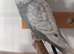 breeding age cock budgies