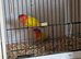 Proven pair lutino love birds