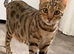 PURE BREED BENGAL FEMALE CAT