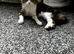 2 year old beautiful semi -longhair tabby& white cat