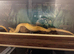 Banana python