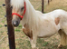 Gorgeous Palomino And White Gelding For Sale