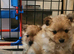 Beautiful Teddy bear Pomeranian puppies 3 girls left ready 10/06/26