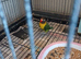 Lovebirds