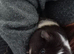 Lovely young guinea pig