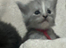Stunning tica registered full pedigree mainecoon kittens both parents fully health tested