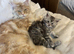 Stunning litter of Maine coon babies
