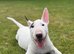 Gorgeous pedigree English Bull Terrier pups