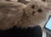 Persian female kitten